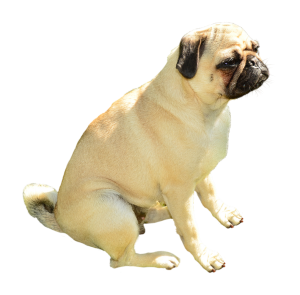 a cute pug
